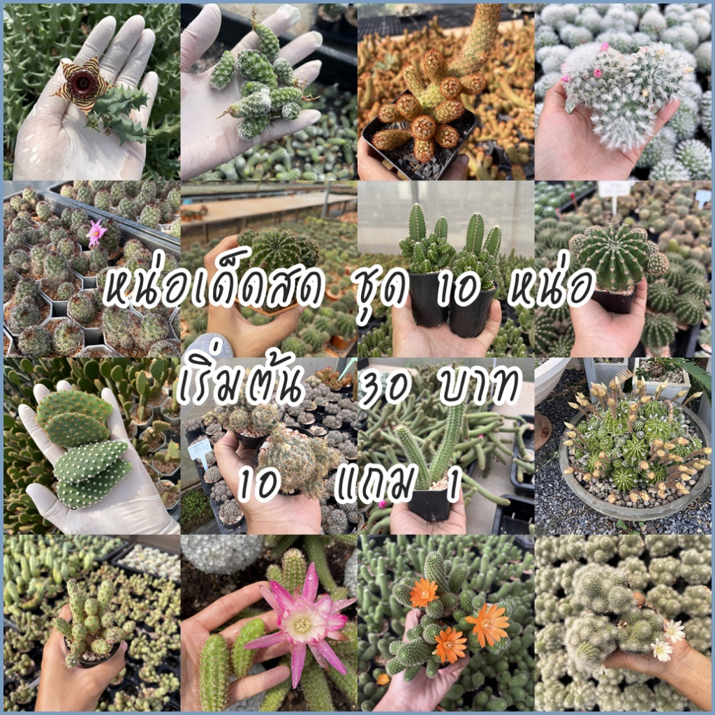 พร้อมส่ง หน่อเด็ดสดคัดมาแล้วว่า ชำง่าย สำหรับลองขยายพัน หรือเอาไปเพิ่มจำนวนทำกำไรได้สบายเลยค่ะ
