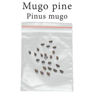 เมล็ดสน สนแคระ สนมิวโก้ Mugo Pine - Pinus mugo ร้านคนไทย บอนไซ