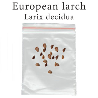 เมล็ดสน สนผลัดใบ สนยุโรป European larch - Larix decidua ร้านคนไทย บอนไซ