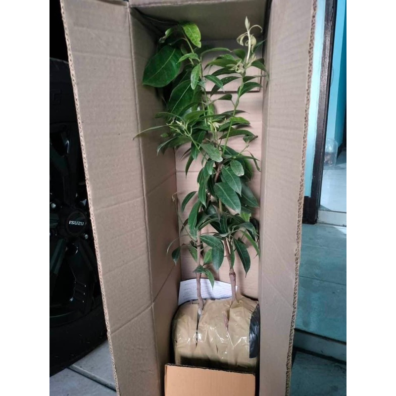 #ต้นมะยงชิดพันธุ์ทูลเกล้า (ต้นใหญ่ ถุง4คูณ10นิ้ว) เสียบยอด สูงราว30-50เซน 2 ปีติดผล - รูปที่ 3