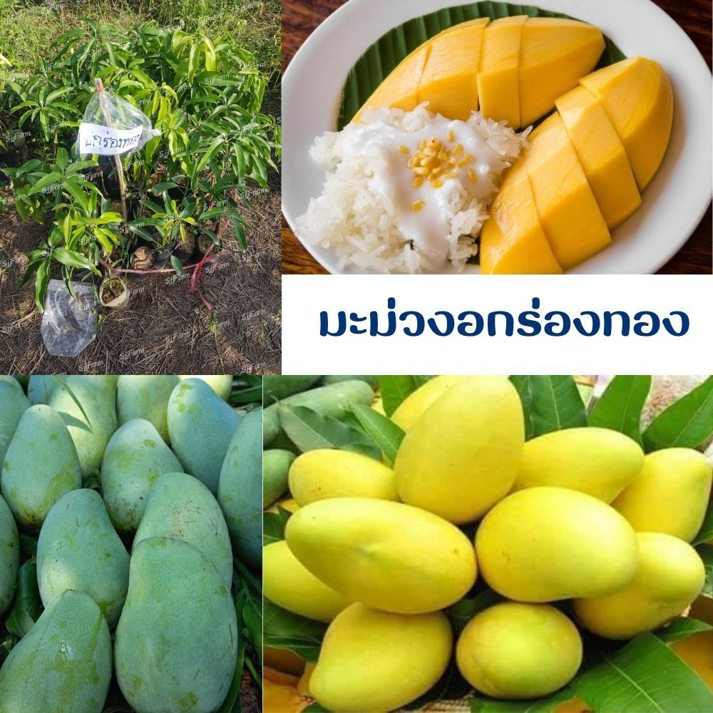 ต้นพันธุ์อกร่องทอง💖😊 ต้นเสียบยอด  ผลสุกหวานทานอร่อย😊 👌ความสูงต้นประมาณ 45 ซม.👌