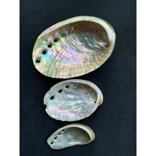 เปลือกหอยเป๋าฮื้อธรรมชาติ Natural Abalone Shell