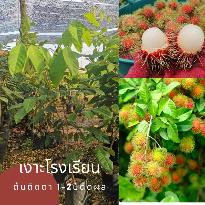 เงาะโรงเรียนนาสาร ต้นเตี้ย (ติดตาแท้) ความสูง50-70 ซม. #ไซร์ใหญ่ 1ปีให้ผลผลิต ลูก ดก รสชาติ หวาน