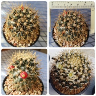 แคคตัส แมมเข็มทอง แมมนิโวซ่า (Mammillaria nivosa) ไม้เมล็ด พืชอวบน้ำ