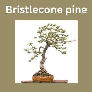 เมล็ดสน สนห้าเข็ม สนอายุยืน bristlecone pine ร้านคนไทย บอนไซ