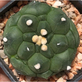 เต่าผิวเข้มดีงาม เต้าเบิลๆ 😳😋🐢🐢🐢เต่าต้วมเตี้ยม💚Astrophytum asterias KIKKO  เต่าเต้าแน่นมาก🤩