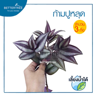 ก้ามปูหลุด( จำนวน 3 กิ่ง ) Tradescantia zebrina สามารถเลี้ยงน้ำได้ ไม้น้ำ