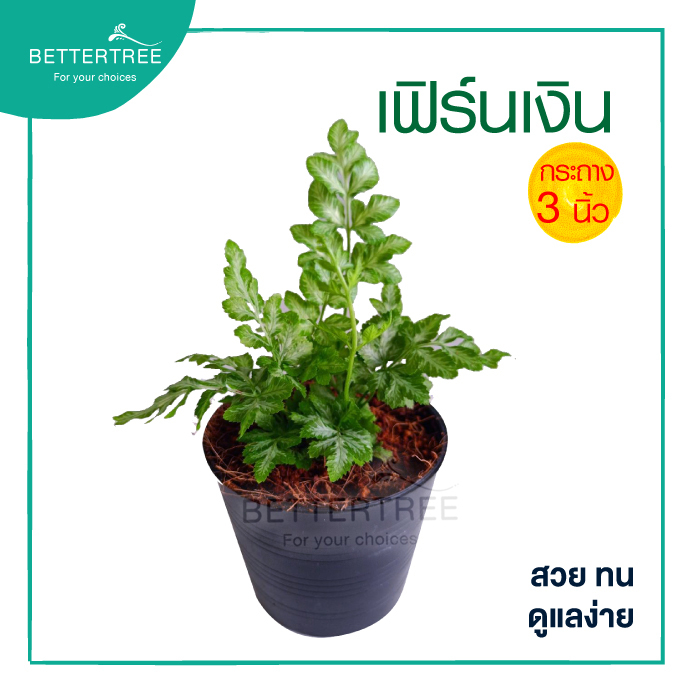 เฟิร์นเงิน กระถาง 3 นิ้ว ต้นไม้มงคล ต้นไม้ฟอกอากาศ