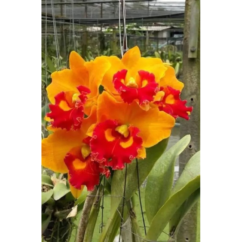 กล้วยไม้แคทลียาสีส้ม1ช่อ1ต้นนำไปปลูกเอง🌺🌺🌺ราคาถูกที่สุด