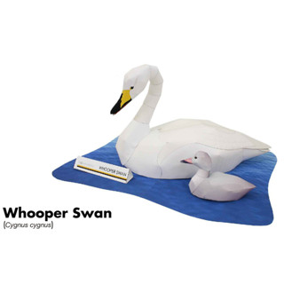 โมเดลกระดาษ 3D : Whooper Swan หงส์กู่ หรือ หงส์ฮูปเปอร์ กระดาษโฟโต้เนื้อด้าน  กันละอองน้ำ ขนาด A4 220g.