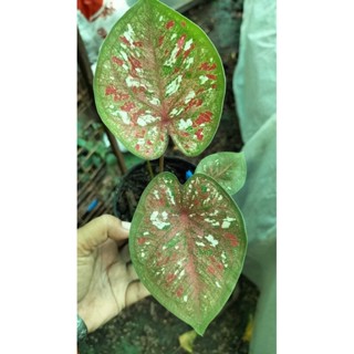 บอนสีสองฝั่งโขงcalasium