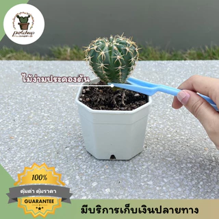 ชุดอุปกรณ์ปลูกต้นไม้ เซต 5 ชิ้น ช้อนตักดิน พรวน ปากคีบ สำหรับแคคตัส สวนจิ๋ว กระถางเล็ก