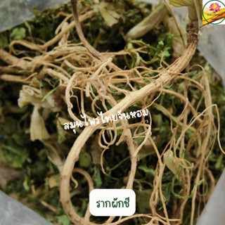 รากผักชี ผักชี Coriander root อบแห้ง ขนาด 1 กรัม