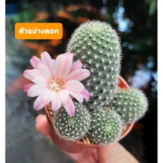 🌵🌸รีบูเทียแคคตัส ดอกสีชมพู ฟอร์มกอ หน่อรอบต้นค่ะ 🔥🌵🌵สีดอกตามภาพค่ะ