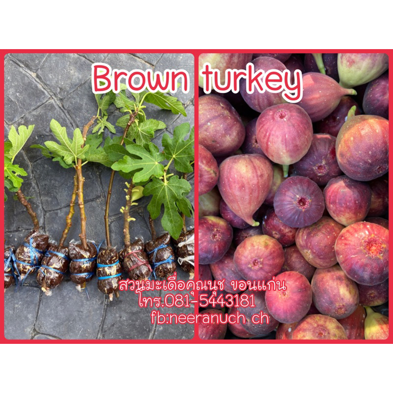 กิ่งตอนมะเดื่อฝรั่งบราวน์ตุรกี brown turky figs air layer