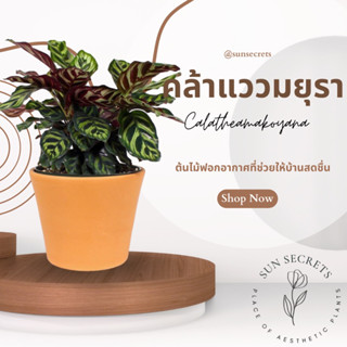 ต้นคล้าแววมยุรา(Calathea makoyana) กระถาง4-5นิ้ว