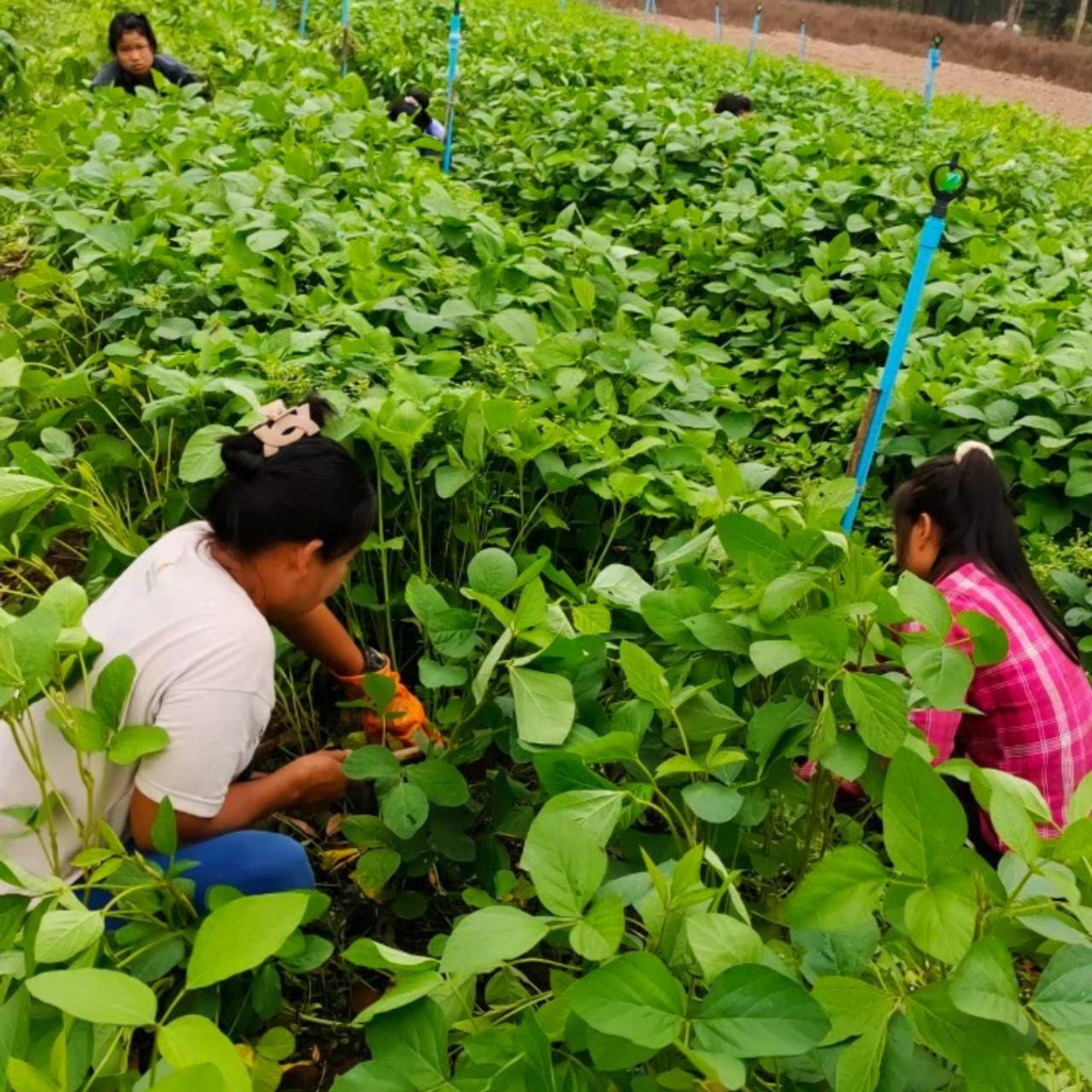 ถั่วสามสีออแกนิค ขาว ถั่วดำ ถั่วแดงอะซุกิ ขนาด 1 kG แพ็คสูญญากาศ ราคา 165 บาท ถั่วอินทรีย์  ตราสยามปราณา - รูปที่ 4