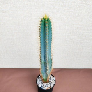 Pilosocereus Azureus Cactus ตอบลูหนามทอง