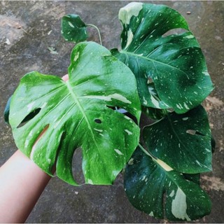 Monstera Thai Constellation มอนสเตอร่าไทคอน ไทคอนด่าง มีหลากหลายไซส์ แข็งแรงทุกต้น