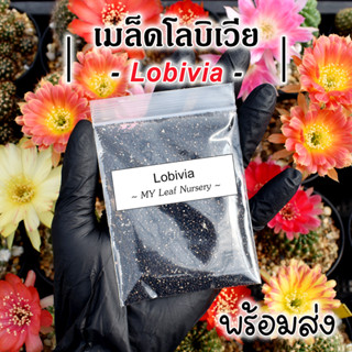 เมล็ดโลบิเวีย เมล็ดโลบิ Lobivia MIX Seeds เมล็ดแคคตัส