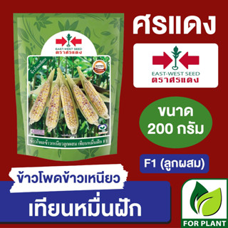 เมล็ดพันธุ์ ผักซอง ศรแดง Big ข้าวโพดข้าวเหนียว เทียนหมื่นฝัก บรรจุ 200 กรัม