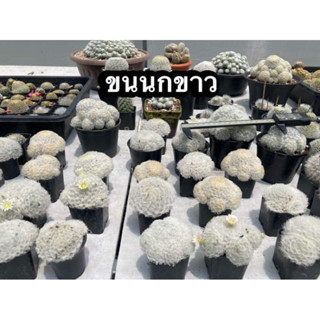 แมมขนนกขาว (Mammillaria plumosa )