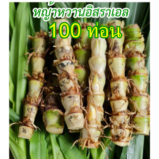 ท่อนพันธุ์ หญ้าหวานอิสราเอล 100ท่อน