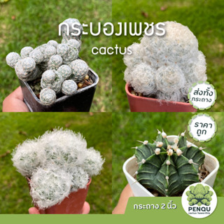 กระบองเพชร 🌵 cactus ราคาถูก กระถาง 2 นิ้ว ส่งทั้งกระถาง สวย แข็งแรง 🌵แถมป้ายทุกต้น