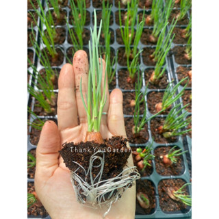 ต้นหอม 10ต้น=50บาท ต้นกล้าหอมแบ่ง ปลูกครั้งเดียวตัดทานได้ทั้งปี 10 Green Onion 🌱baby Plant #ผักสวนครัว #สมุนไพร #herb