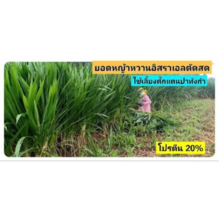 ยอดหญ้าหวานอิสราเอลตัดสด 1 kg