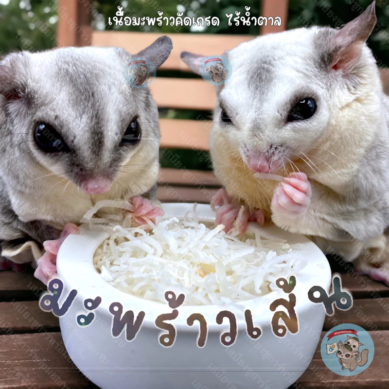( มะพร้าวเส้น ) COCONUT มะพร้าวอบแห้ง มะพร้าวฝอย อาหาร ขนม สัตว์เลี้ยง สัตว์เล็ก ชูการ์ กระรอก ดอร์เมาส์ แฮมสเตอร์