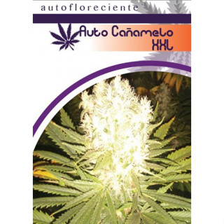 Auto Cañamelo XXL - Moon Genetic เด่นCBD