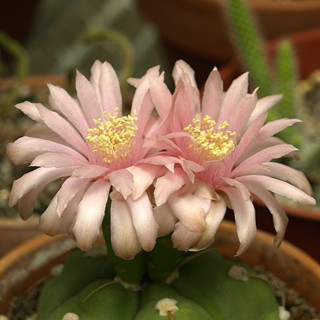 แคคตัสยิมโนหายาก ยิมโนแปลกๆ น่าสะสม [Gymnocalycium horstii]