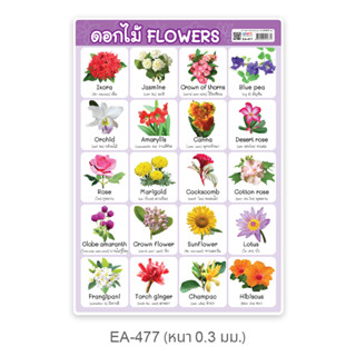 โปสเตอร์ความรู้ ชุดคำศัพท์ ผัก ผลไม้ ดอกไม้ ขนาด A4 EA-477 ดอกไม้ Flowers