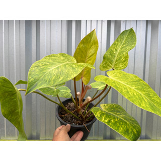 ฟิโลเดรดรอน เพ้นเลดี้ Philodendron Painted Lady