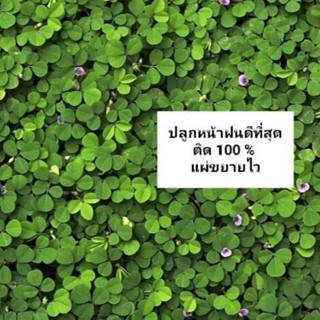 ส่งทันที!! หญ้าเกล็ดหอย 50 บาทได้ 70 กิ่ง ปลูกได้ 1 ตรม. ปลูกหน้าฝนสวยมาก  ไม่ต้องตัด นุ่มเท้า หญ้าสนาม