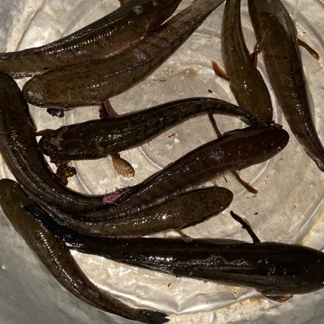 กบคิ้วกบกระโดดทรงคิ้วขนาด3เซน ค่ายกบเกษม - รูปที่ 2