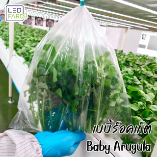 [ตัดสดทุกออเดอร์] เบบี้ร็อคเก็ต (Baby Arugula) ผักสลัด สดสะอาด ปลอดสารเคมี