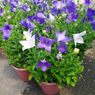 ดอกบอลลูน Balloon flower