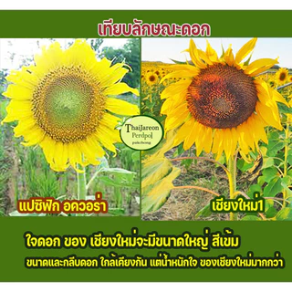 เมล็ดดอกทานตะวันดอกใหญ่ ปลูกดอกสวยงาม สายพันธุ์เชียงใหม่1 ขายเป็นกิโลกรัม