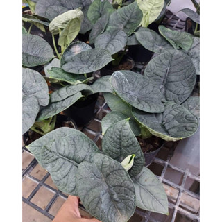 #อโลคาเซีย #เมโล (Alocasia melo)กระถาง5-6นิ้ว ฟร์อมสวย