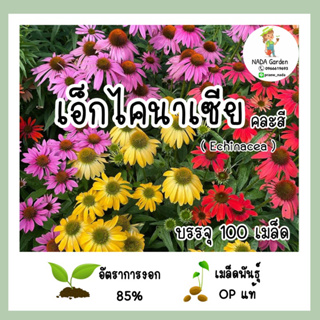 เมล็ดพันธุ์ เอ็กไคนาเซีย คละสี (Echinacea)บรรจุ 100 เมล็ด อัตราการงอกสูง เมล็ดพันธุ์OPแท้