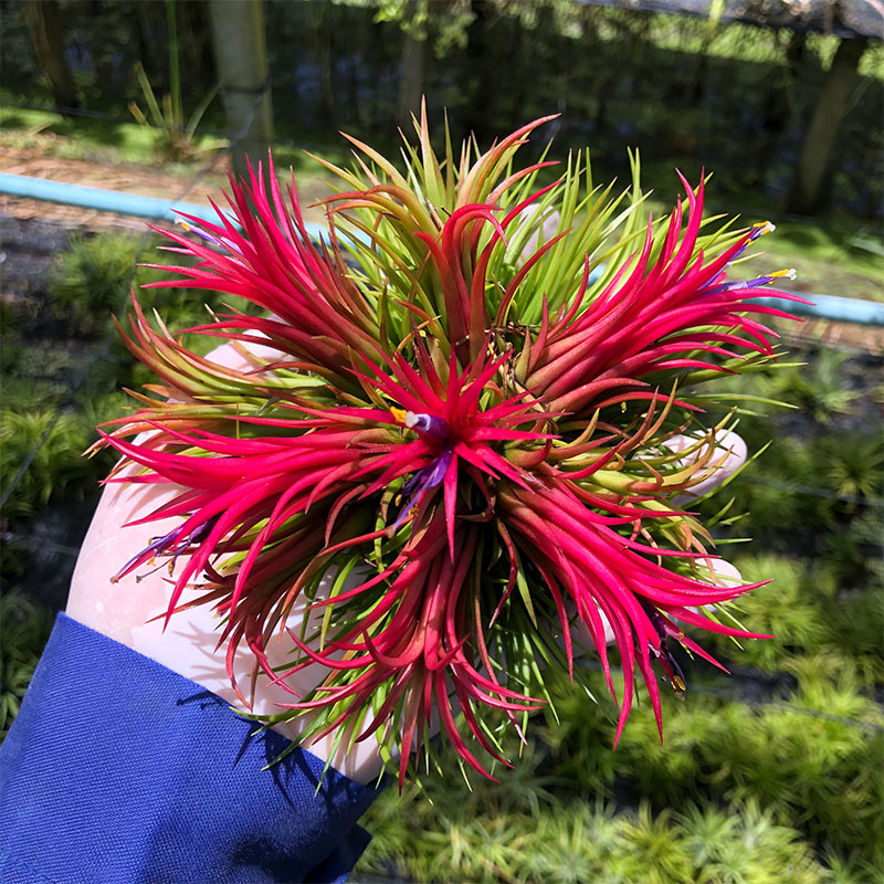 ทิลแลนเซีย ฟูโก้ Tillansia Fugo สัปปะรดสี ไม้ฟอกอากาศ ต้นไม้ปลูกในบ้าน เลี้ยงง่าย