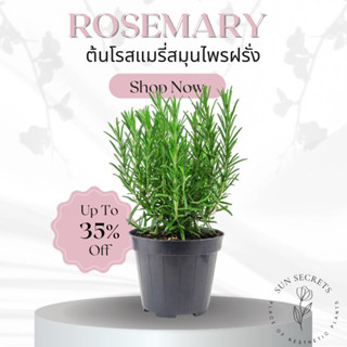 ต้นโรสแมรี่(Rosemary) #สมุนไพรฝรั่ง