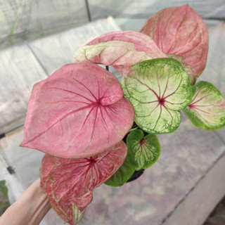 หมอจินดา บอนสี ไซส์ตั้งแม่ พร้อมหน่ออีก 2  Caladium