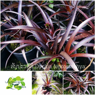 👑ต้น สับปะรดสี Dyckia leptostachya ส่งแบบถอดกระถาง ไม้กระถาง ไม้ใบ 👑