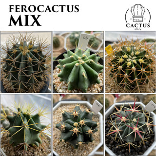 ๑Ferocactus MIX๑ รวมเฟอโรแคคตัส