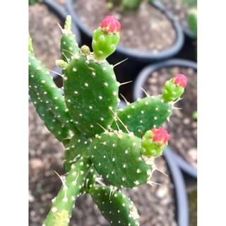 โอพันเทีย Opuntia Quitensis (แพดชำรากแล้ว) ตกแต่งสวยงาม