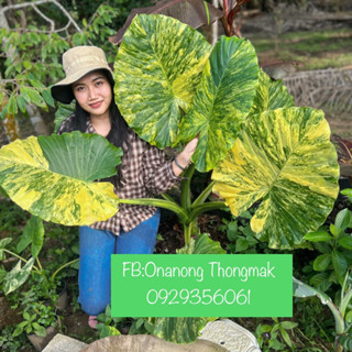 บอนหูช้างด่างเหลือง Alocasia gageana aura variegated