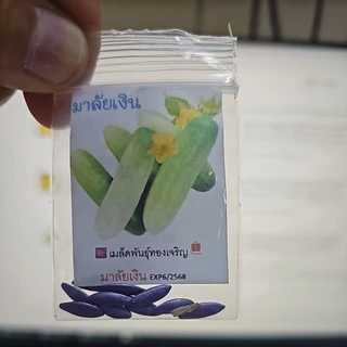 แตงกวามาลัยเงิน📌เก็บลูกเร็วที่สุด!!🎯ถูกที่สุด10บ.🎯เมล็ดพันธุ์แตงกวามาลัยเงิน10-60 เมล็ด☘️ปลูกง่าย👉โตเร็วที่สุด☘️ลูกดก